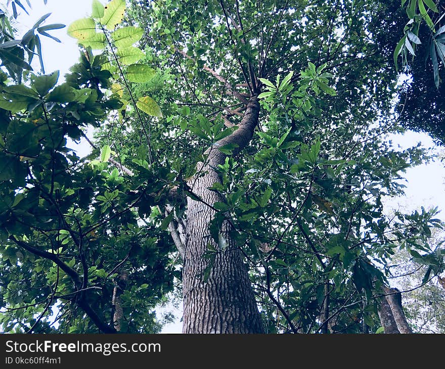 Worm&#x27;s Eye View of Green Leaf Tree