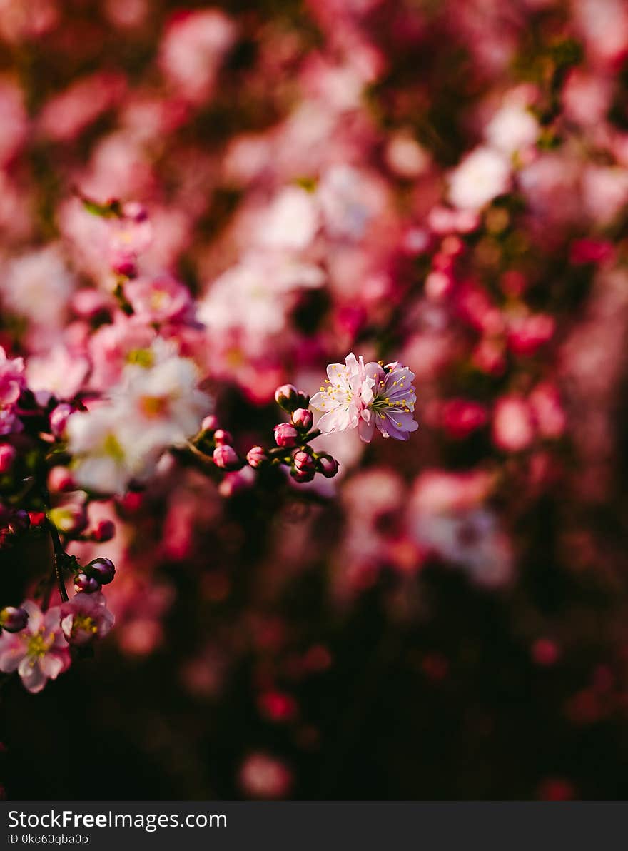 Red and Pink Petal Flower