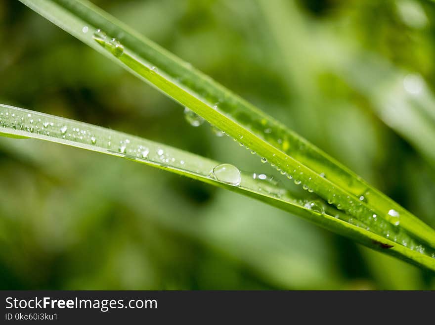 Tilt Shift Lens Photo of Green Leafed Plant