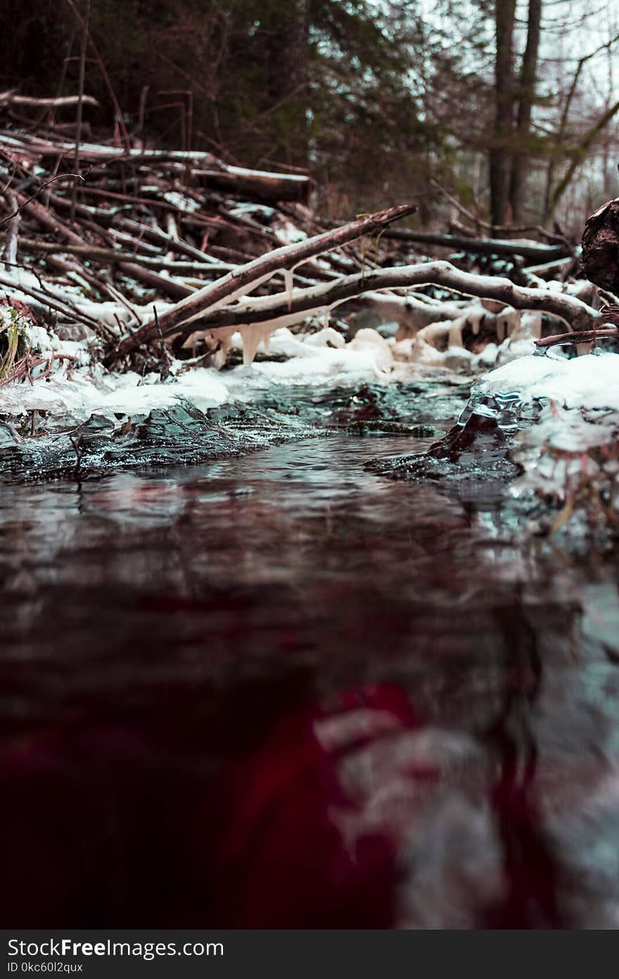 Close-up Photography of Body of Water Beside Tree Branches at Daytime