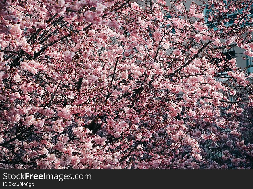 Cherry Blossom Trees