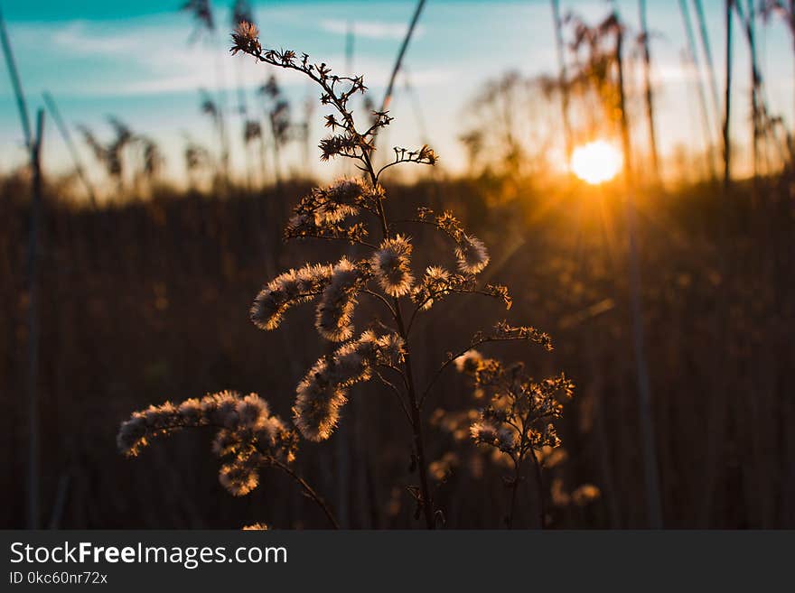 Silhouette of Plant during Golden Hour