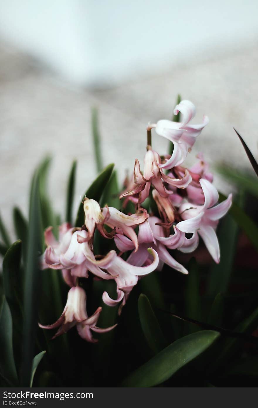 Pink Hyacinths