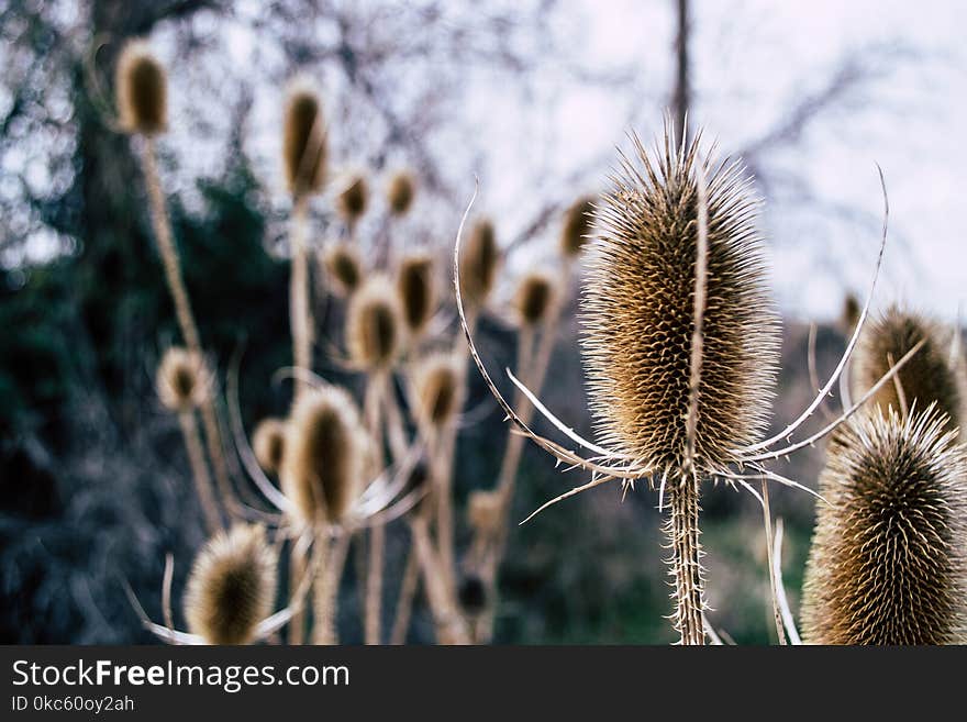 Brown Plants