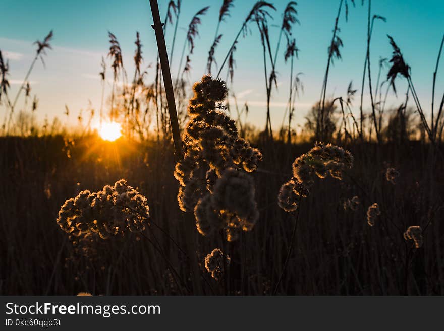 Silhouette of Cluster Flowers at Sunrise