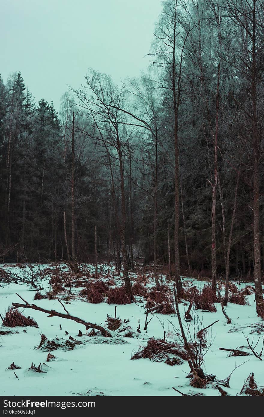 Photo of Gray Leafed Trees and Snow