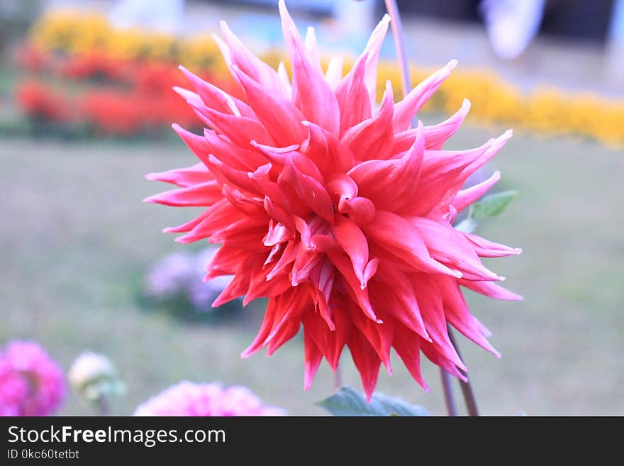 Pink Petaled Flower