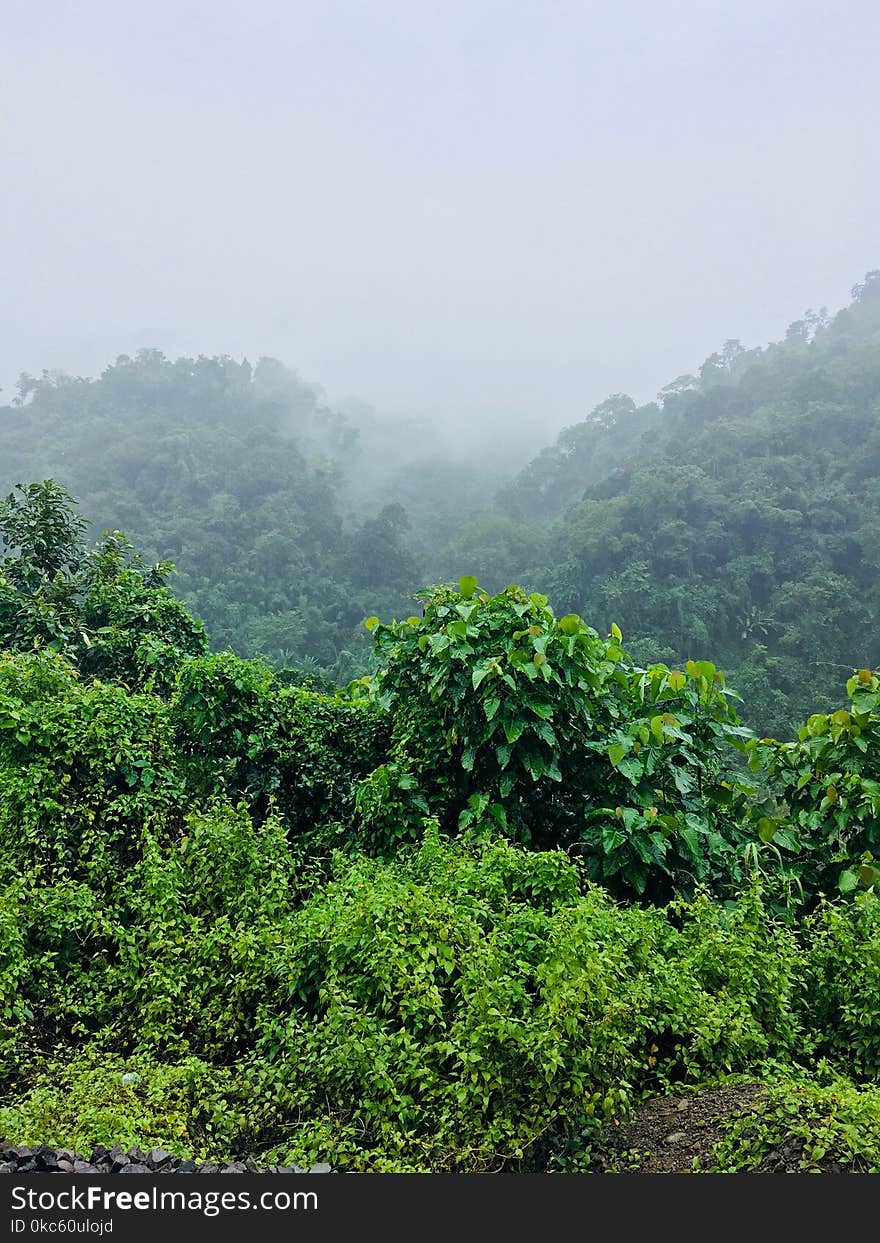 Green Leafed Plants Under Foggy Morning