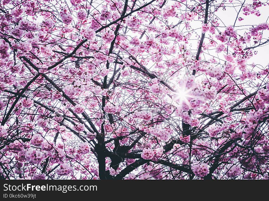 Pink Flowers Tree