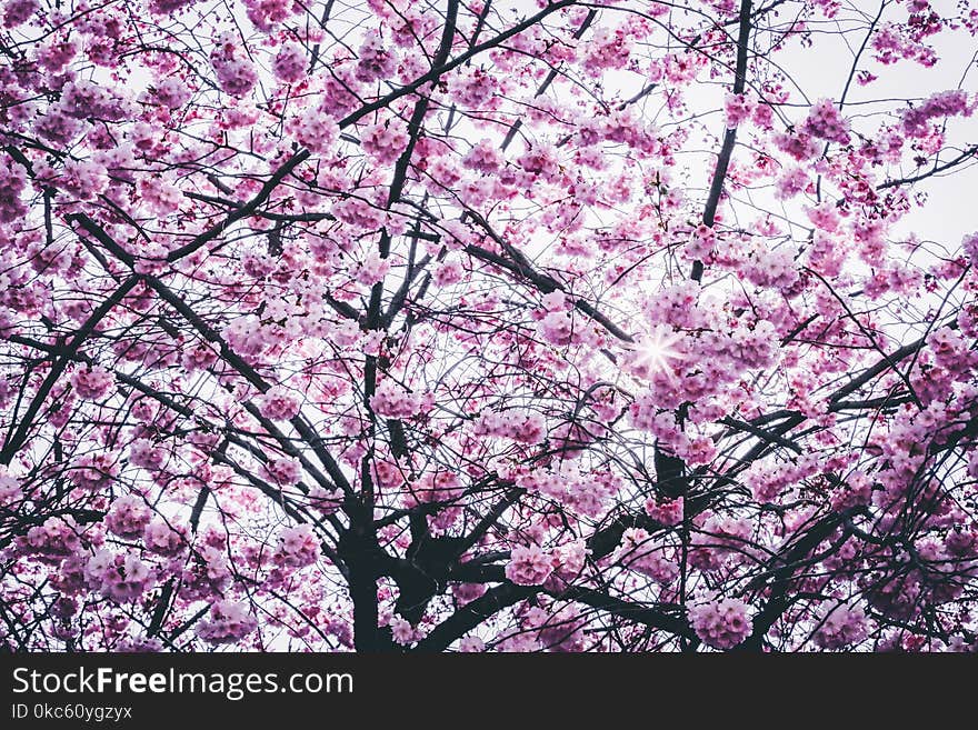 Cherry Blossom Tree