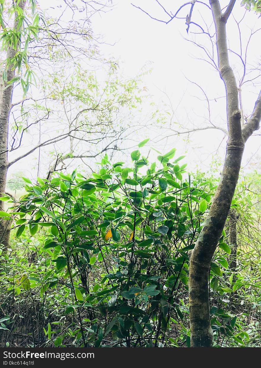 Green Leaf Plants and Trees at Daytime