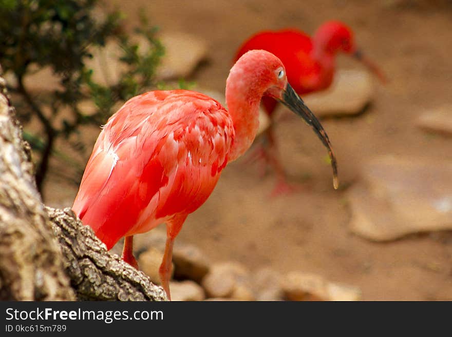 Scarlet Ibis