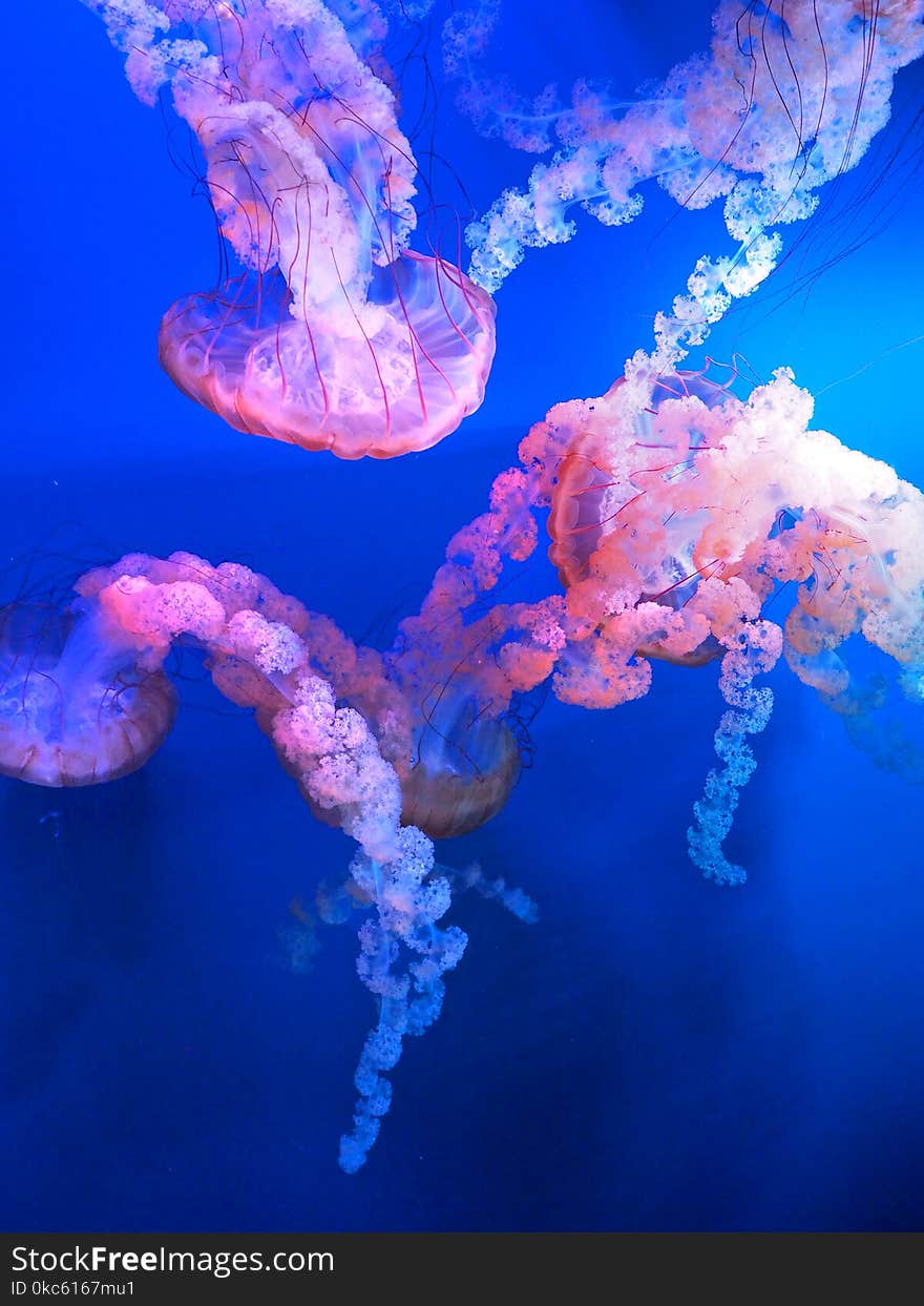 Shallow Focus Photography Of Jellyfish