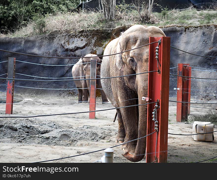 Elephant Near Orange And Black Fence