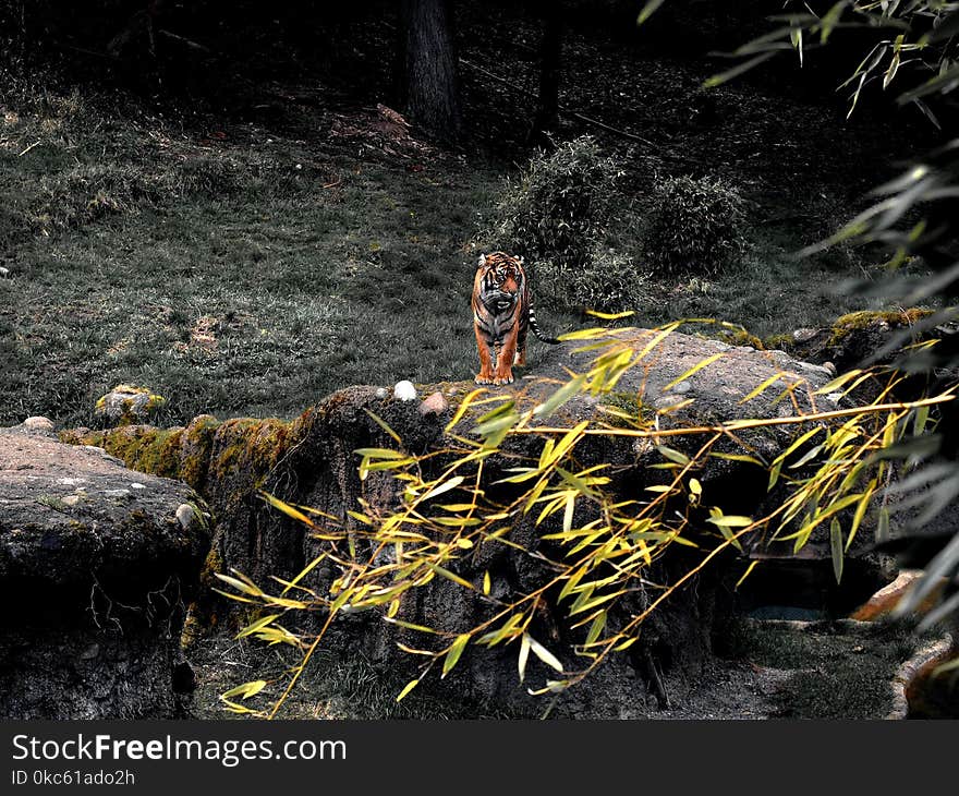 Tiger On Rock