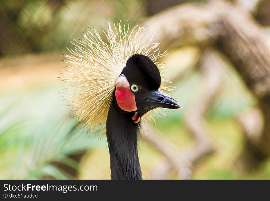 Black-crowned Crane