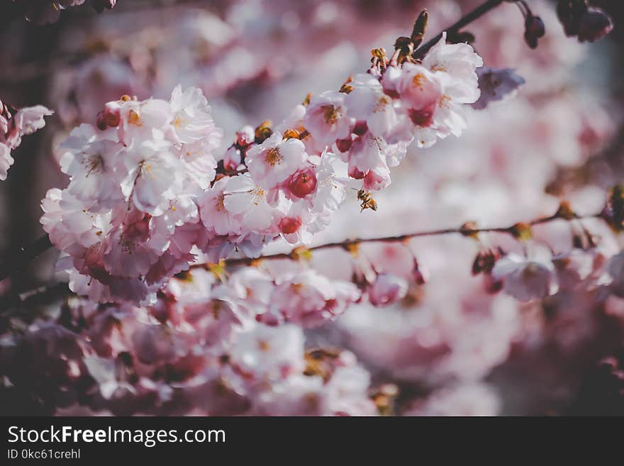 Cherry Blossoms