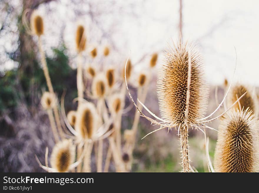 Brown Sea Holly Flowers