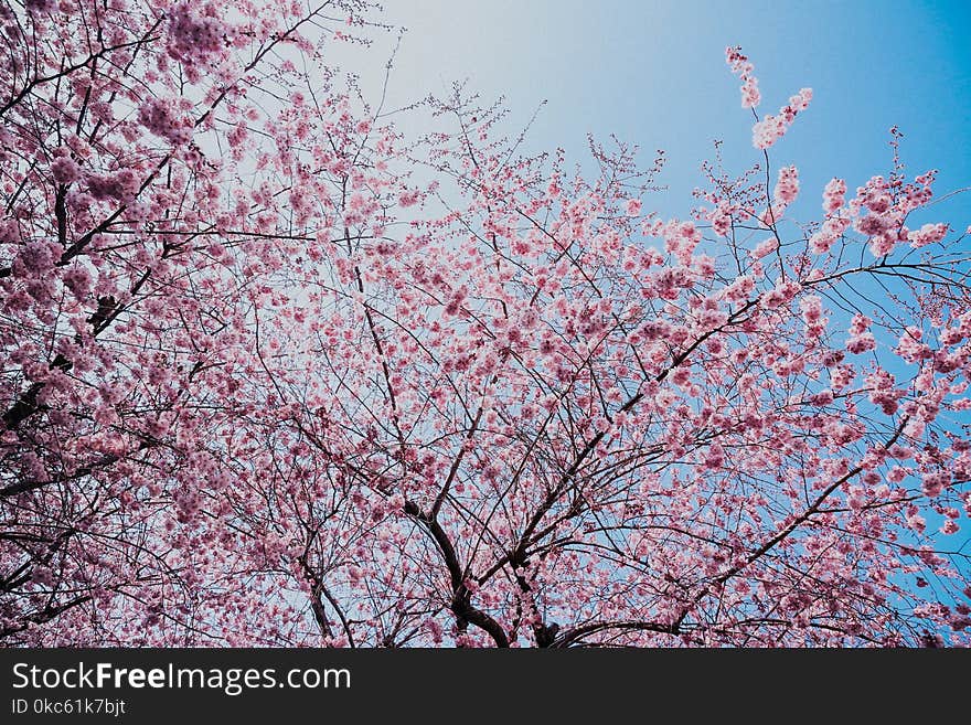 Pink Blossom