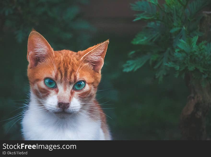 Cat Beside Green Plant