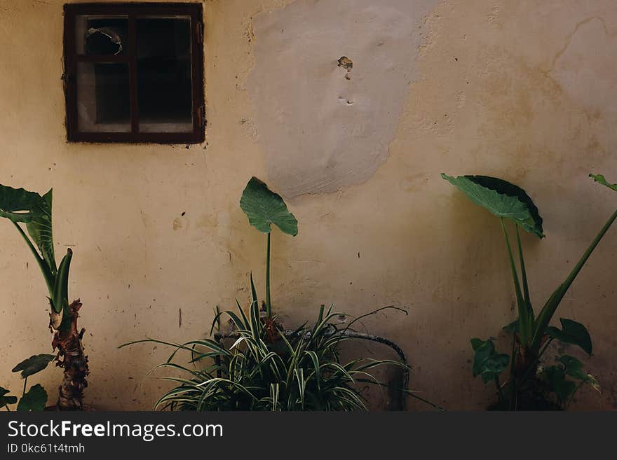 Green Plants Near Wall