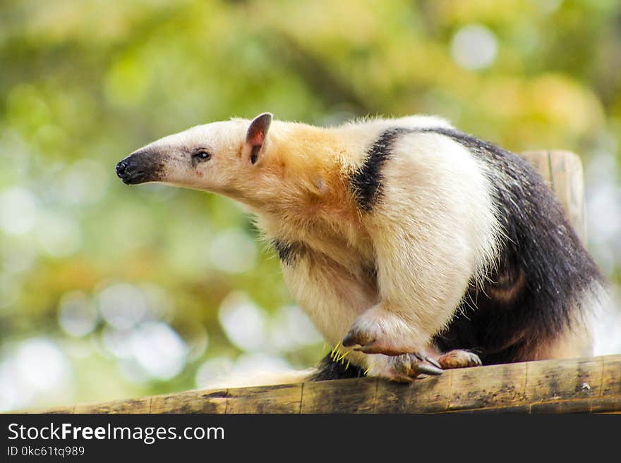 Anteater