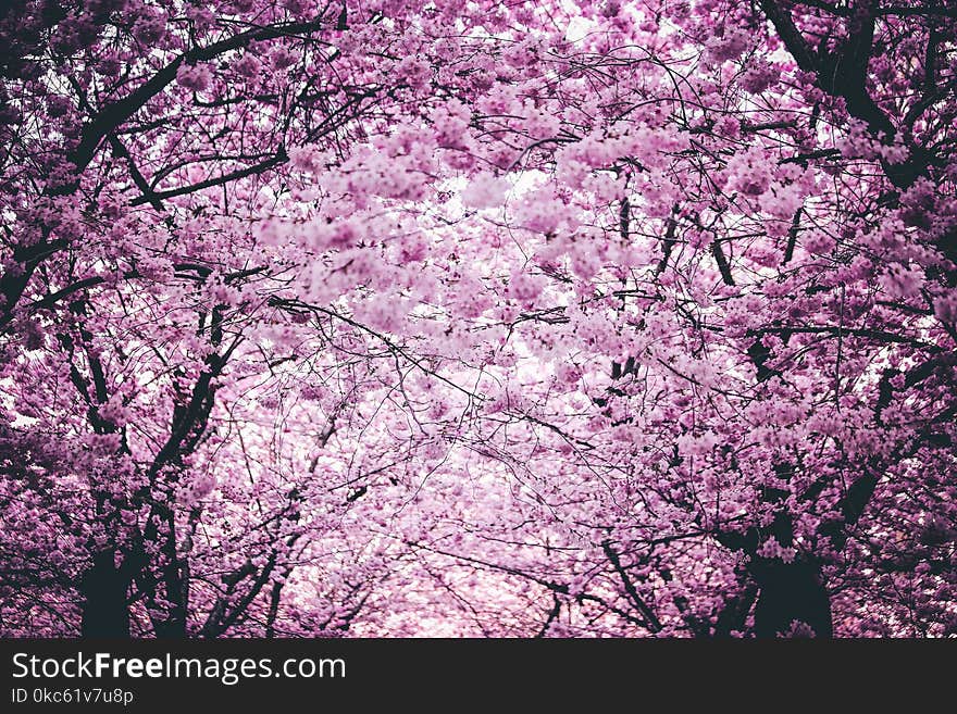 Pink Flowers On Trees