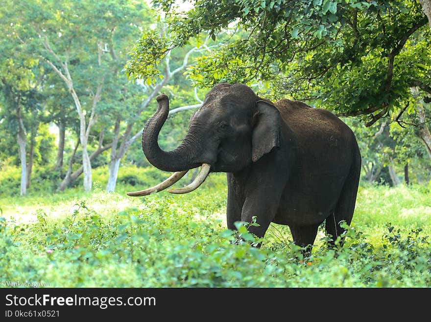 Black Elephant Near Trees