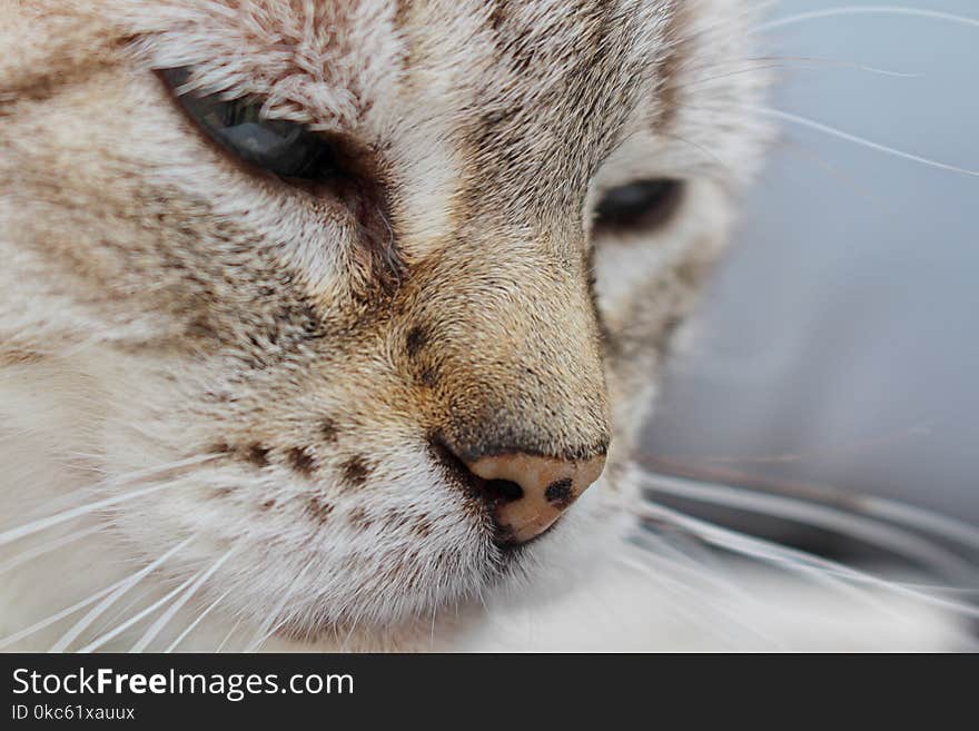 Close Photography Of A Cat&#x27;s Face