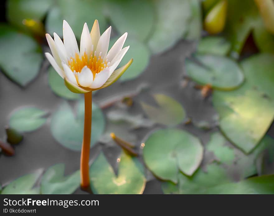 Young Little White Lotus Flower Standing in The Water with Green Leave