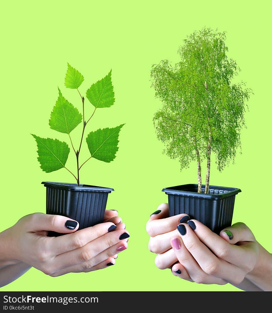 Hands holding tree in pot isolated on green background. Hands holding tree in pot isolated on green background.