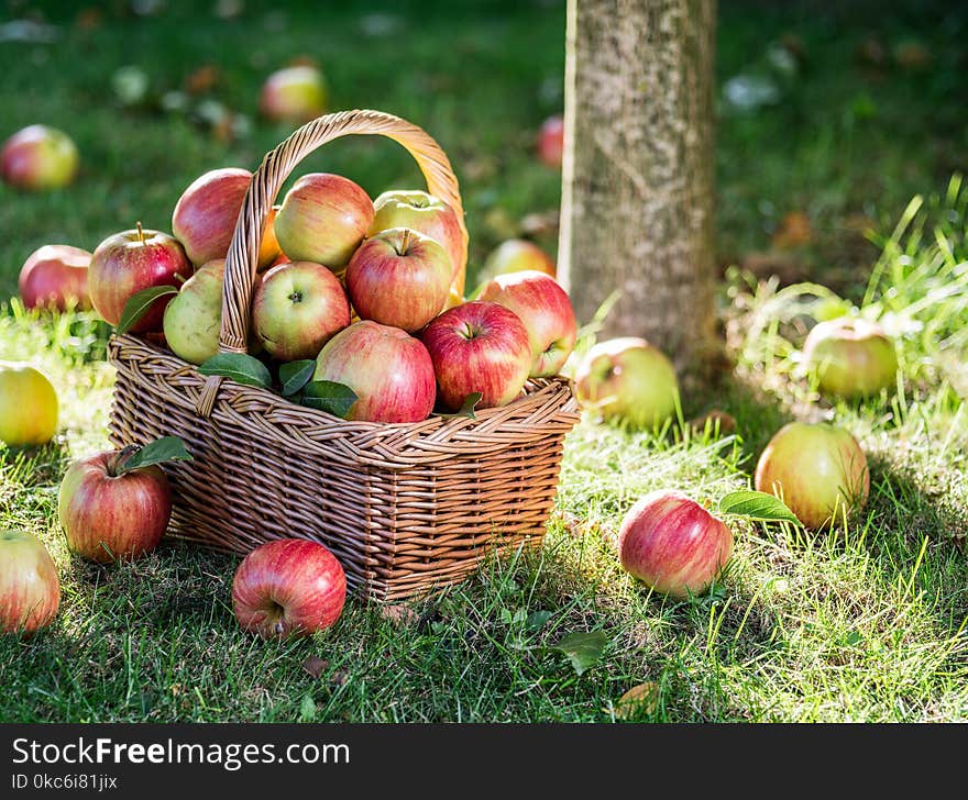 Apple harvest. Ripe red apples in the basket on the green grass.