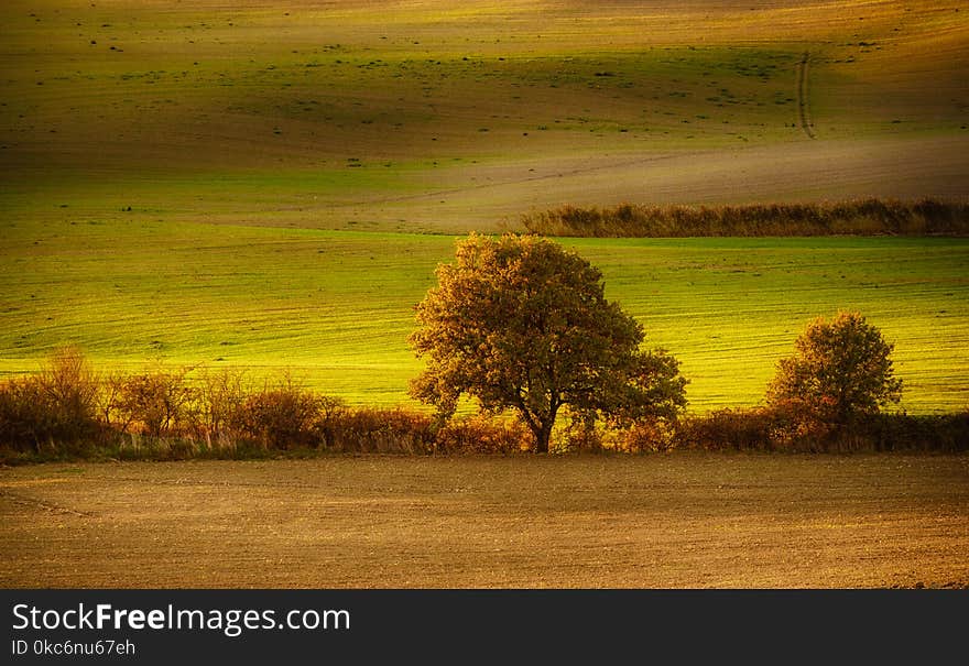 Tuscan Fields And Trees