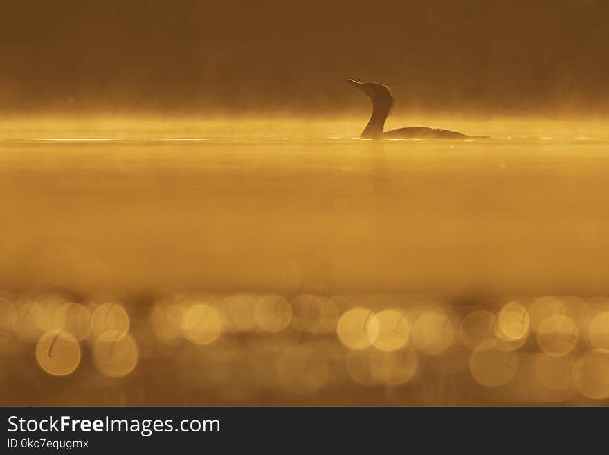 Silhouette Of Great Cormorant at Sunrise