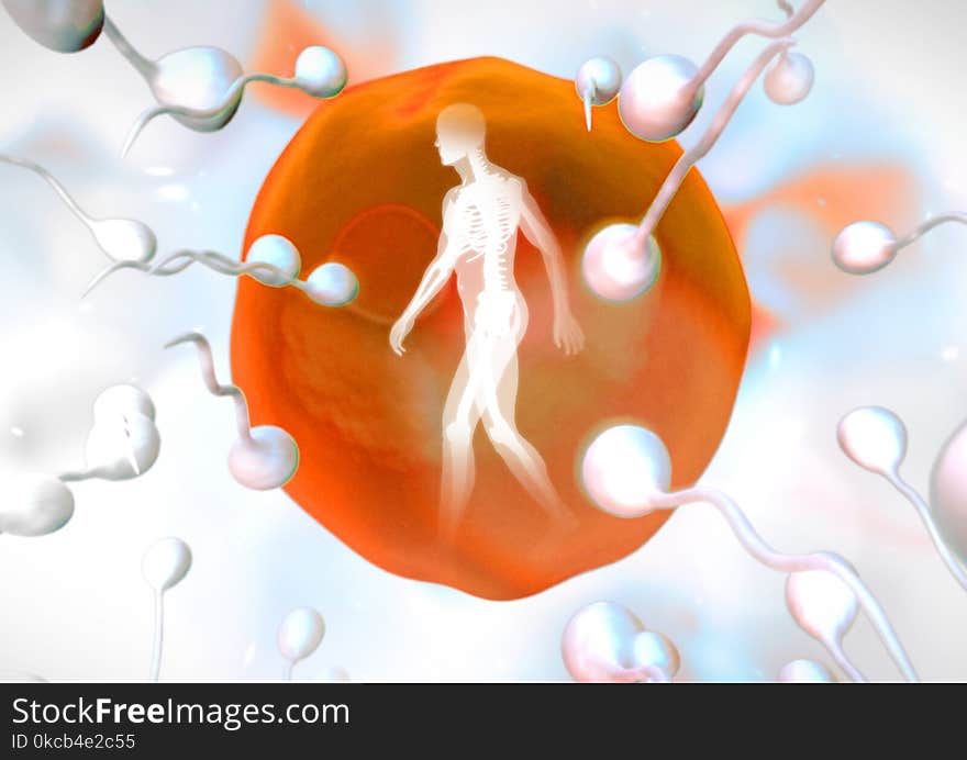 Digital composite of Sperm reproduction ovary with human