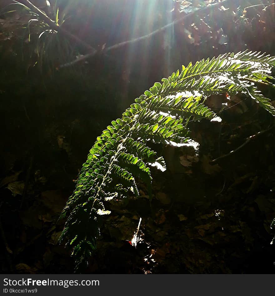 Sun Rays On The Fern