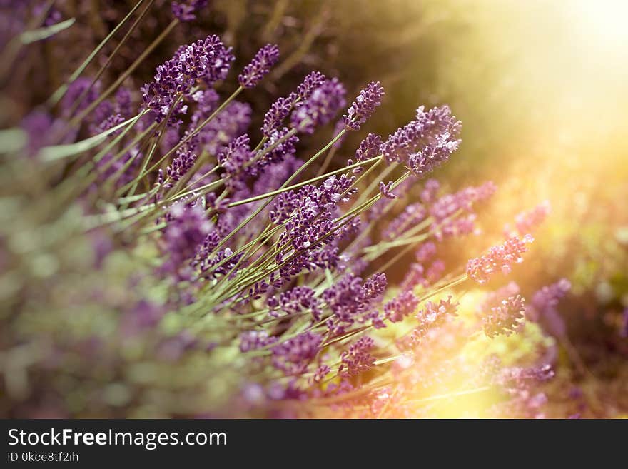 Soft focus on lavender flower, beautiful lavender in flower garden lit by sunlight