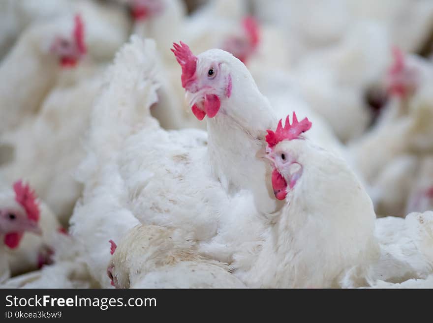 Poultry farm business for the purpose of farming meat or eggs for food from, White chicken Farming feed in indoor housing