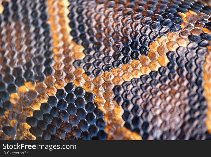 Anaconda skin texture