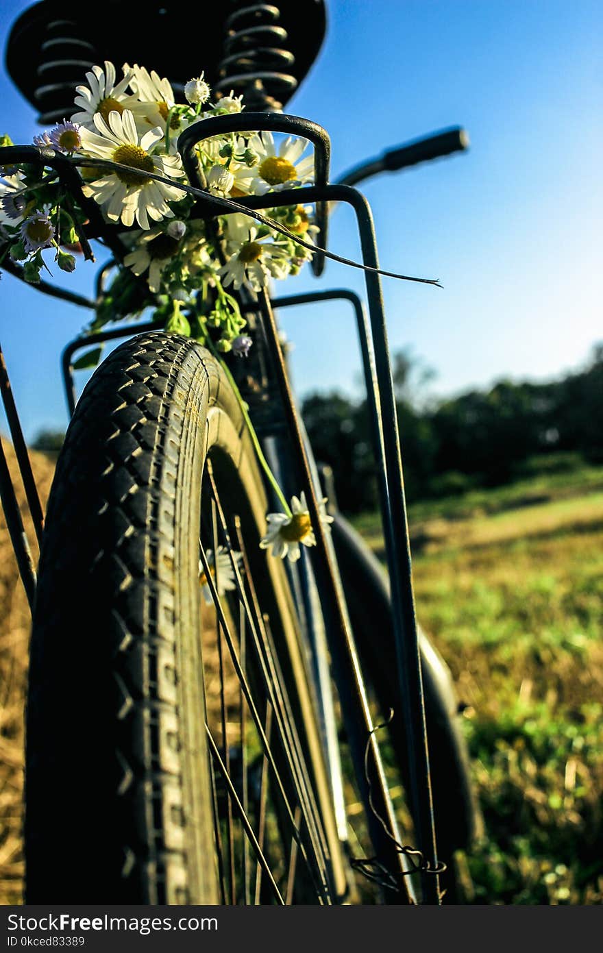 Daisies on bicycle seat and wheel in sunshine, summer sunset field, rustic concept