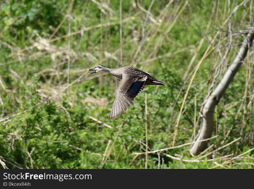 Bird, Ecosystem, Fauna, Nature Reserve