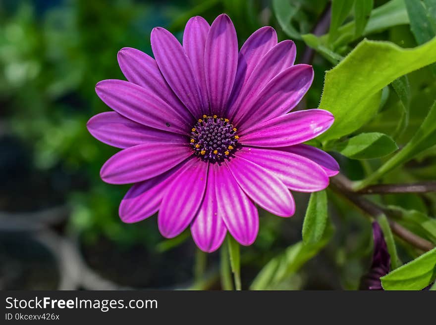 Flower, Flora, Purple, Plant