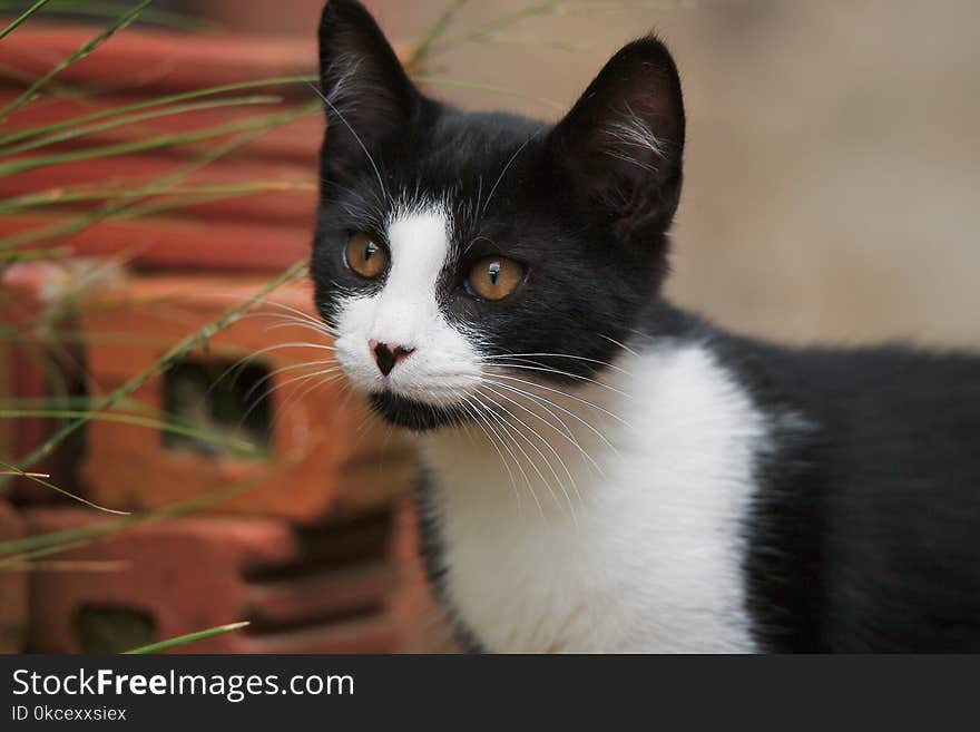 Cat, Whiskers, Small To Medium Sized Cats, Fauna