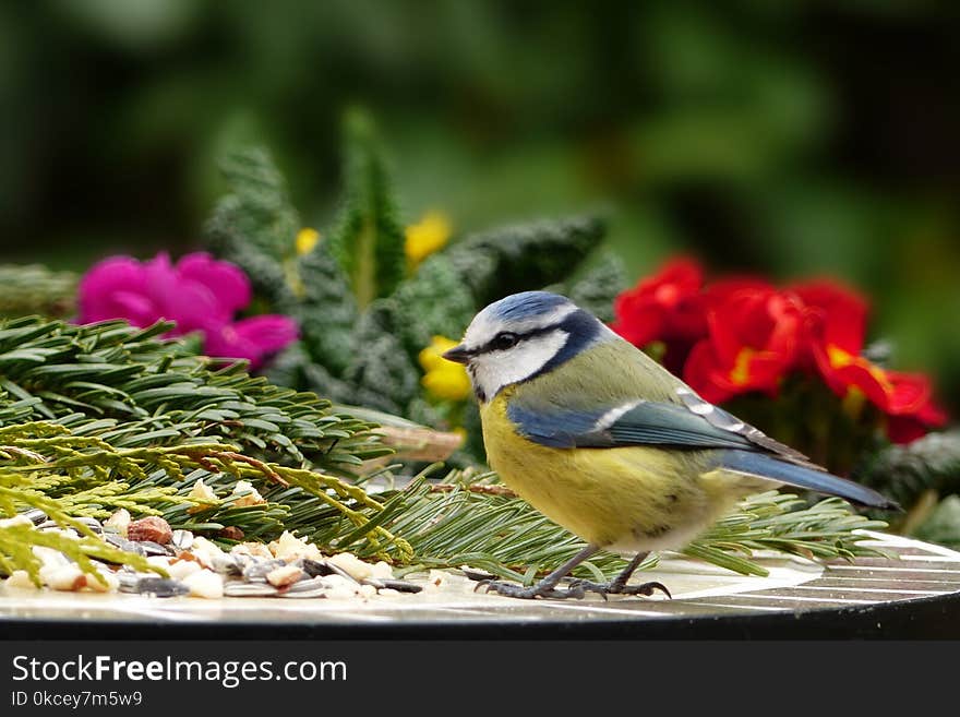 Bird, Fauna, Beak, Old World Flycatcher