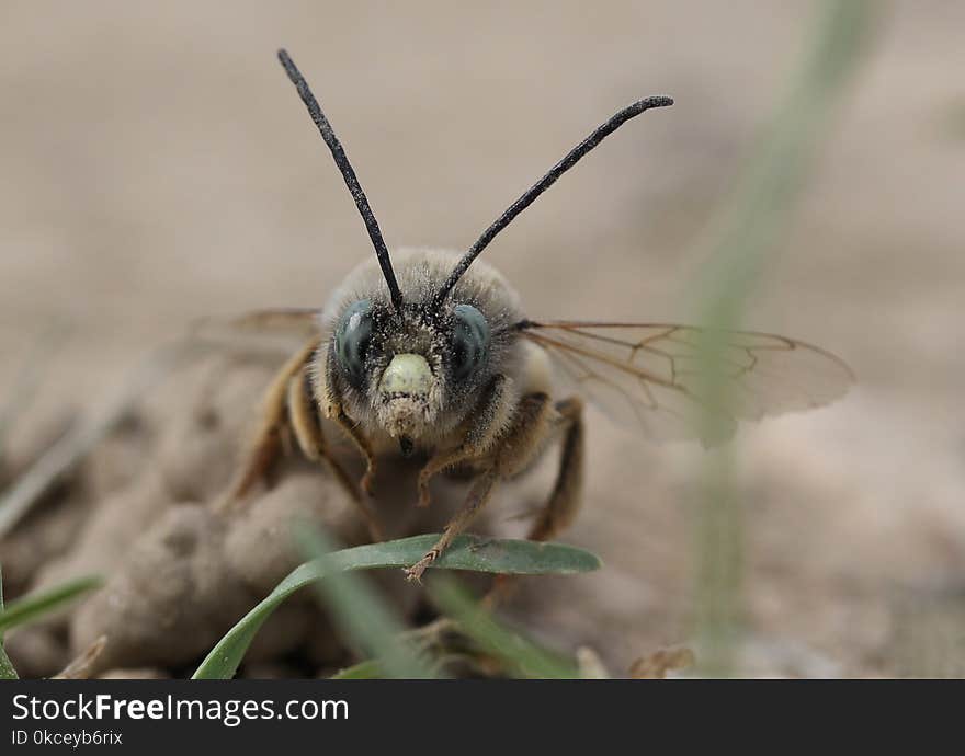 Insect, Invertebrate, Macro Photography, Close Up