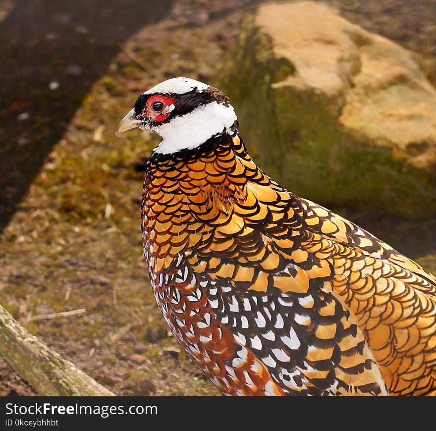 Bird, Galliformes, Pheasant, Fauna