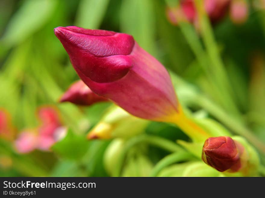 Flower, Bud, Flora, Close Up