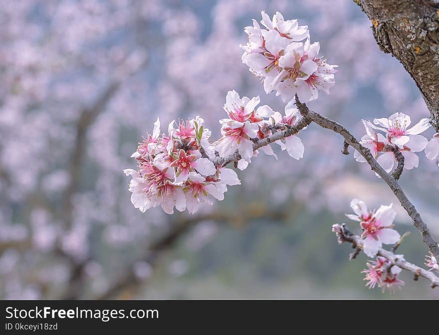 Pink, Blossom, Flower, Spring