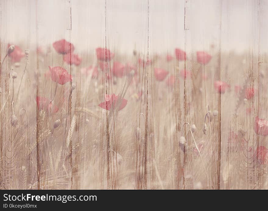 Pink, Flower, Wood, Petal