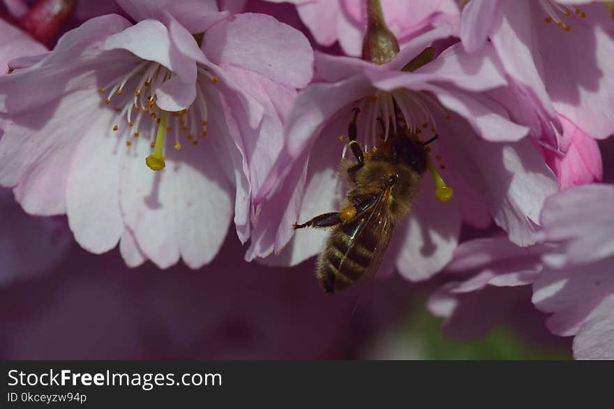 Honey Bee, Bee, Flower, Nectar